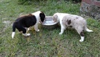 Small Photo #1 Border Collie Puppy For Sale in RANDOLPH, AL, USA