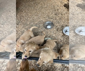 Golden Retriever Litter for sale in OLYMPIA, WA, USA