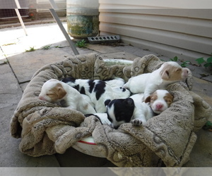 Brittany Litter for sale in BATESVILLE, IN, USA