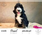 Small Photo #1 Bernedoodle Puppy For Sale in YUKON, OK, USA