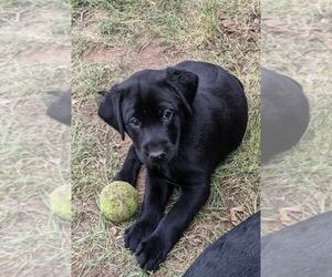Labrador Retriever Litter for sale in FORT COLLINS, CO, USA