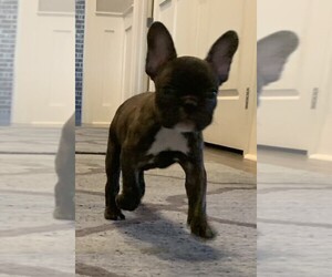 French Bulldog Litter for sale in RALEIGH, NC, USA