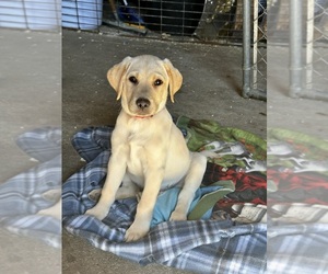Labrador Retriever Litter for sale in BYRON, NE, USA