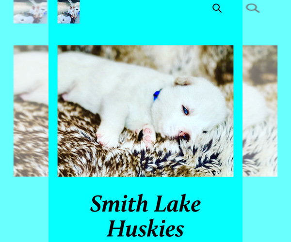Medium Photo #1 Siberian Husky Puppy For Sale in CRANE HILL, AL, USA