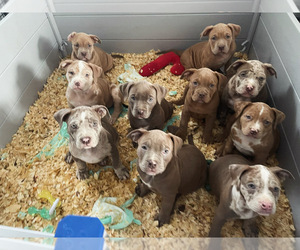 American Bully Litter for sale in BELLE VERNON, PA, USA