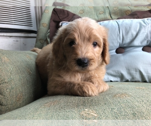 Medium Photo #1 Goldendoodle Puppy For Sale in OMAHA, NE, USA