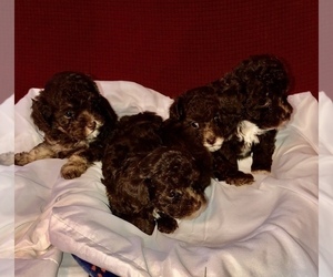 Poodle (Toy) Litter for sale in TAMPA, FL, USA