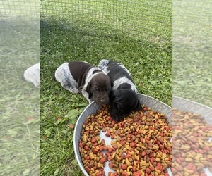 German Shorthaired Pointer Litter for sale in ARGONNE, WI, USA