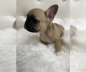 French Bulldog Litter for sale in TAMPA, FL, USA