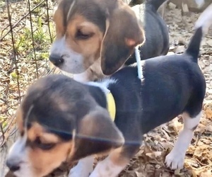 Beagle Litter for sale in MARSHALL, AR, USA