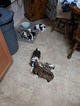 Small Photo #1 Shih Tzu Puppy For Sale in CEDAR PARK, TX, USA