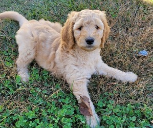 Goldendoodle Litter for sale in RUTHERFORDTON, NC, USA