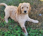 Small Photo #1 Goldendoodle Puppy For Sale in RUTHERFORDTON, NC, USA