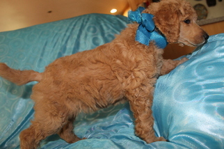Poodle (Standard) Litter for sale in SHERIDAN, CA, USA