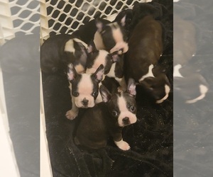 Boston Terrier Litter for sale in SUGAR LAND, TX, USA