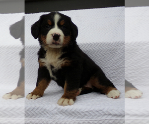 Bernese Mountain Dog Litter for sale in MILLERSBURG, OH, USA