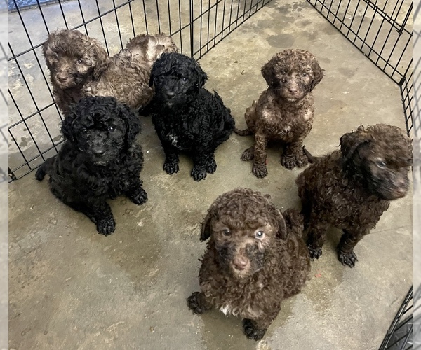 Medium Photo #1 Poodle (Standard) Puppy For Sale in FLORENCE, AL, USA