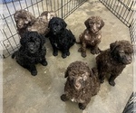 Small Photo #1 Poodle (Standard) Puppy For Sale in FLORENCE, AL, USA
