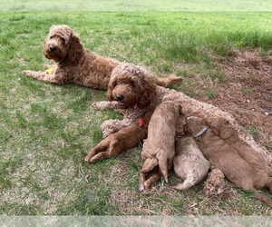 Goldendoodle Litter for sale in DRACUT, MA, USA