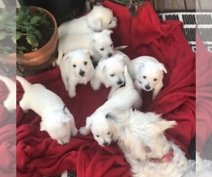 West Highland White Terrier Litter for sale in AUSTIN, TX, USA
