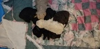 Small Photo #1 Poodle (Miniature) Puppy For Sale in EMPORIA, KS, USA