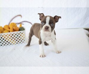 Boston Terrier Litter for sale in DUNDEE, OH, USA