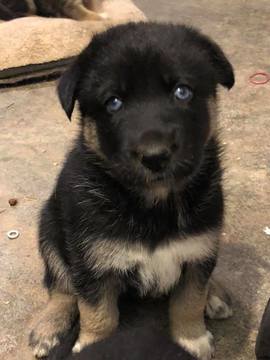 Medium Photo #1 German Shepherd Dog-Siberian Husky Mix Puppy For Sale in GEORGETOWN, KY, USA