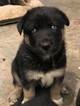 Small Photo #1 German Shepherd Dog-Siberian Husky Mix Puppy For Sale in GEORGETOWN, KY, USA