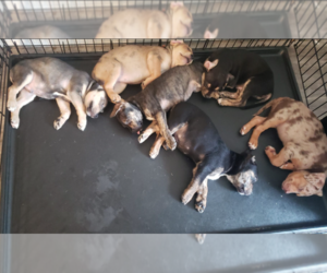 American Pit Bull Terrier-Belgian Malinois Mix Litter for sale in TACOMA, WA, USA