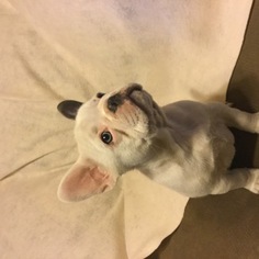 French Bulldog Litter for sale in SAN LEANDRO, CA, USA