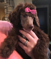 Poodle (Standard) Litter for sale in SAINT GEORGE, UT, USA