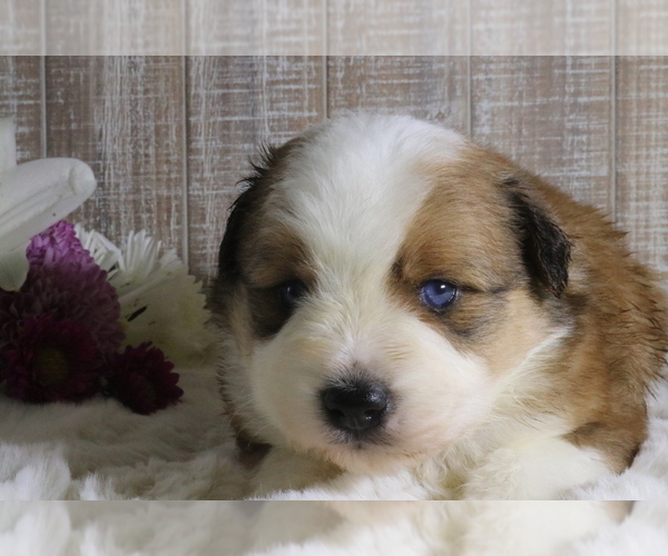 Medium Photo #1 Aussiedoodle Miniature  Puppy For Sale in STAFFORD, VA, USA
