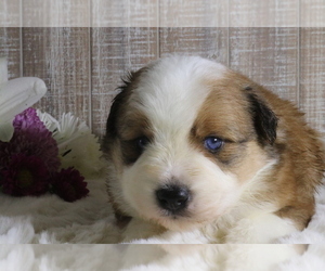 Aussiedoodle Miniature  Litter for sale in STAFFORD, VA, USA