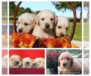 Golden Retriever Litter for sale in COLUMBIANA, OH, USA