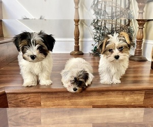 Yorkshire Terrier Litter for sale in SUGAR LAND, TX, USA