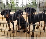 Small Photo #1 Doberman Pinscher Puppy For Sale in SMITHVILLE, TX, USA