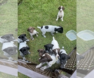German Shorthaired Pointer Litter for sale in FAIRBORN, OH, USA
