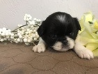 Small Japanese Chin