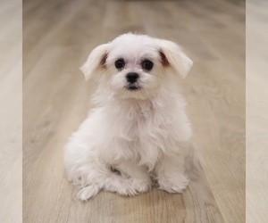 Maltese Litter for sale in LOS ANGELES, CA, USA