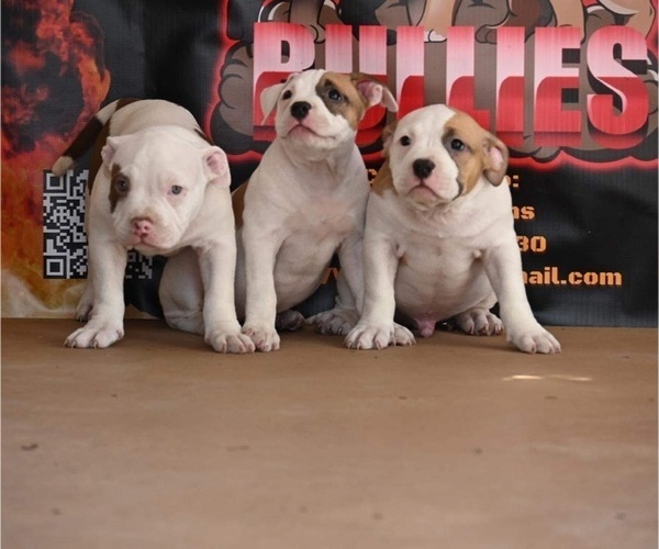 Medium Photo #1 American Bully Puppy For Sale in TOLEDO, OH, USA