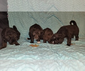 Australian Shepherd-Goldendoodle Mix Litter for sale in SPRINGFIELD, IL, USA