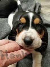 Basset Hound Litter for sale in SAND SPRINGS, OK, USA