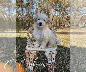 Havachon Litter for sale in NIANGUA, MO, USA