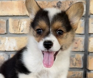 Pembroke Welsh Corgi Litter for sale in BROCK, TX, USA