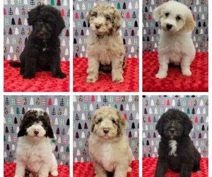 Miniature Labradoodle Litter for sale in BLAKESBURG, IA, USA
