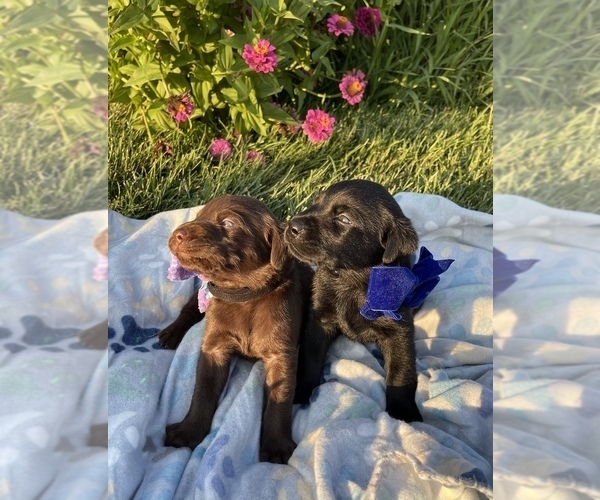 Medium Photo #1 Labrador Retriever Puppy For Sale in STEELEVILLE, IL, USA