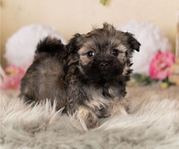 Medium Photo #1 Havanese-Poodle (Toy) Mix Puppy For Sale in WARSAW, IN, USA