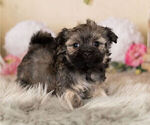 Small Photo #1 Havanese-Poodle (Toy) Mix Puppy For Sale in WARSAW, IN, USA
