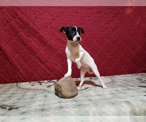 Jack-Rat Terrier Litter for sale in GRABILL, IN, USA