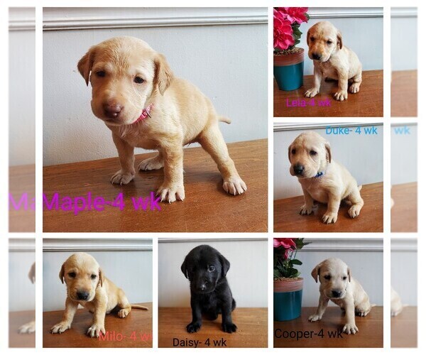 Medium Photo #1 Labrador Retriever Puppy For Sale in CATO, NY, USA